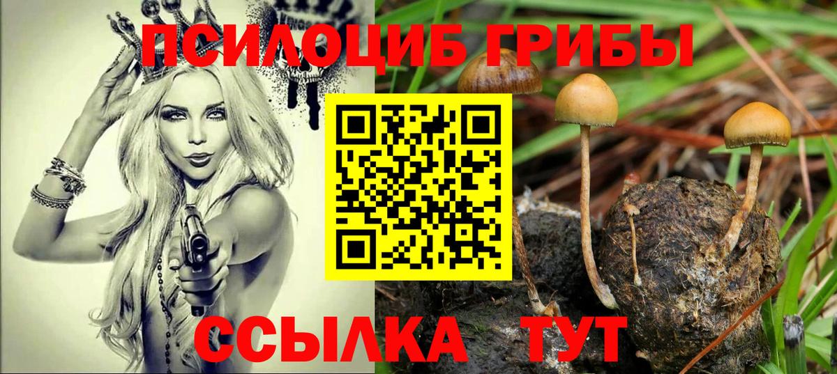 Псилоцибиновые грибы Psilocybe Менделеевск
